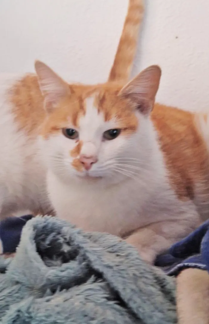 Gato raça SRD-ViraLata idade 2 anos nome Mogli