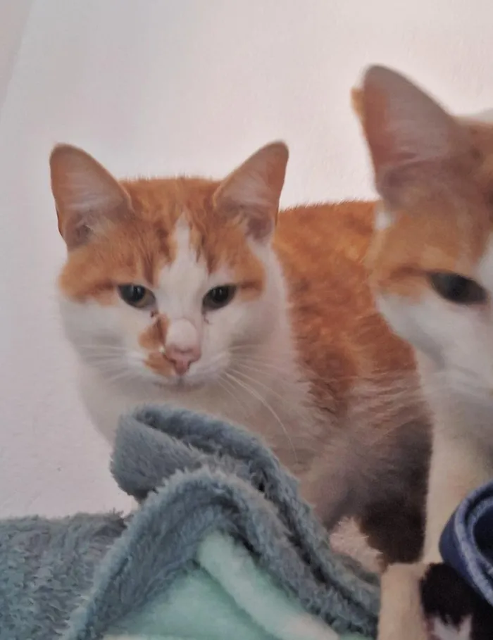 Gato raça SRD-ViraLata idade 2 anos nome Mogli