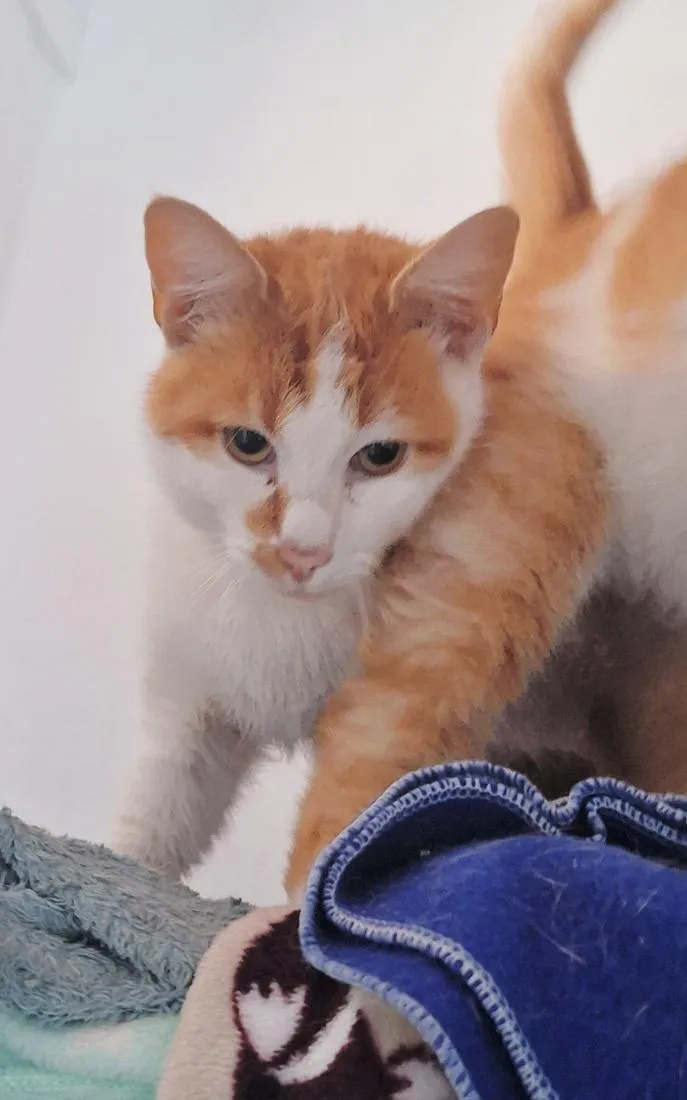 Gato raça SRD-ViraLata idade 2 anos nome Mogli