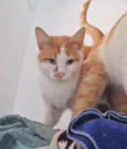 Mogli