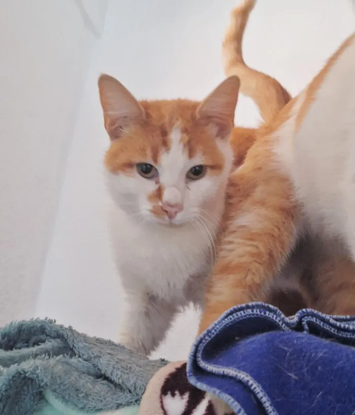 Gato raça SRD-ViraLata idade 2 anos nome Mogli