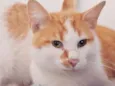 Mogli