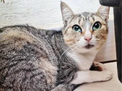 Gato raça SRD-ViraLata idade 1 ano nome Rapunzel