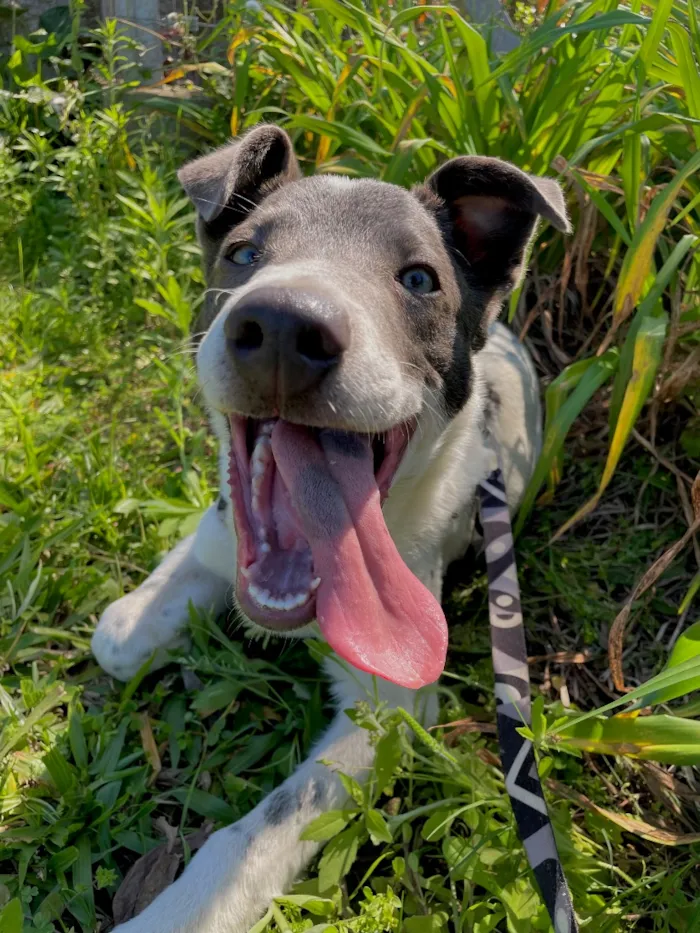 Cachorro raça SRD-ViraLata idade 1 ano nome Logan