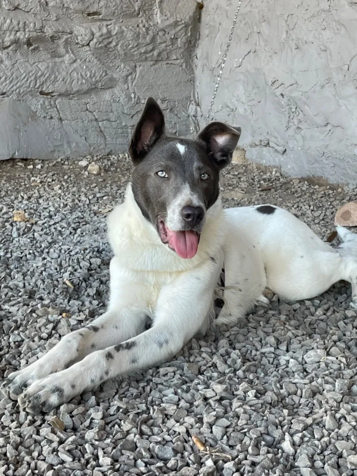Cachorro raça SRD-ViraLata idade 1 ano nome Logan