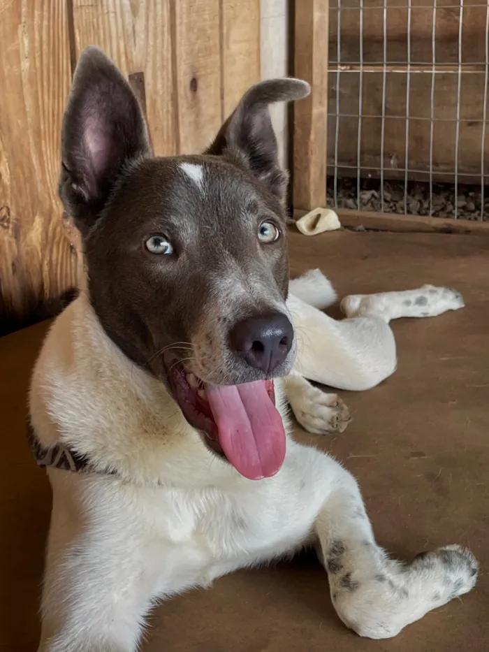 Cachorro raça SRD-ViraLata idade 1 ano nome Logan