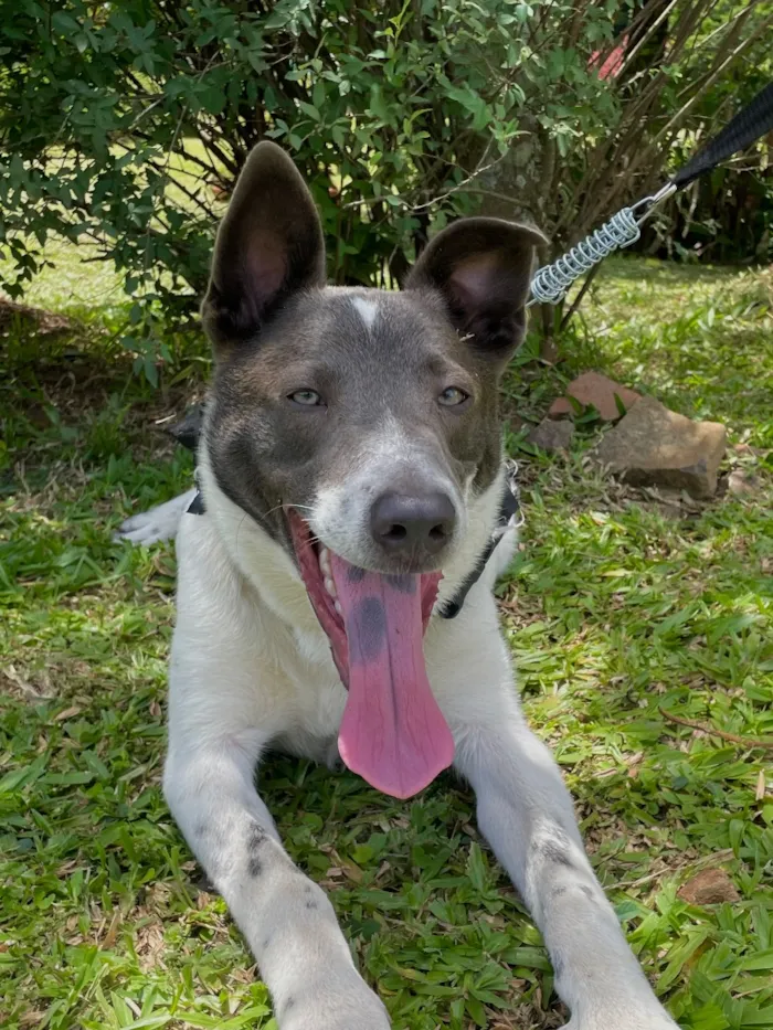Cachorro raça SRD-ViraLata idade 1 ano nome Logan