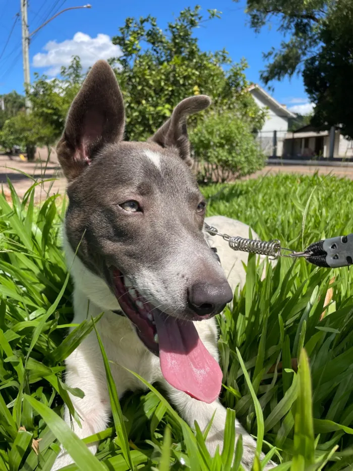 Cachorro raça SRD-ViraLata idade 1 ano nome Logan