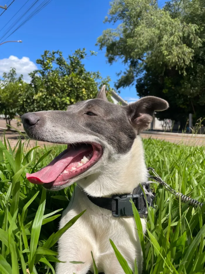 Cachorro raça SRD-ViraLata idade 1 ano nome Logan