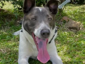 Cachorro raça SRD-ViraLata idade 1 ano nome Logan