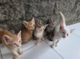 gatos 