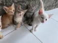 gatos 