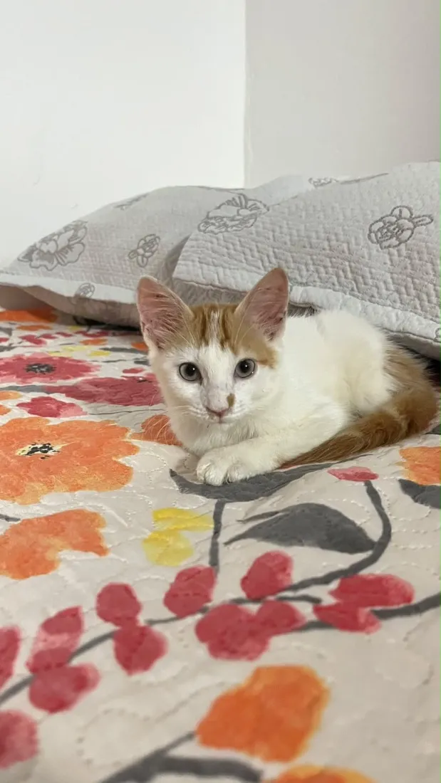 Gato raça SRD-ViraLata idade 2 a 6 meses nome Estrella