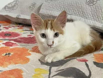 Gato raça SRD-ViraLata idade 2 a 6 meses nome Estrella