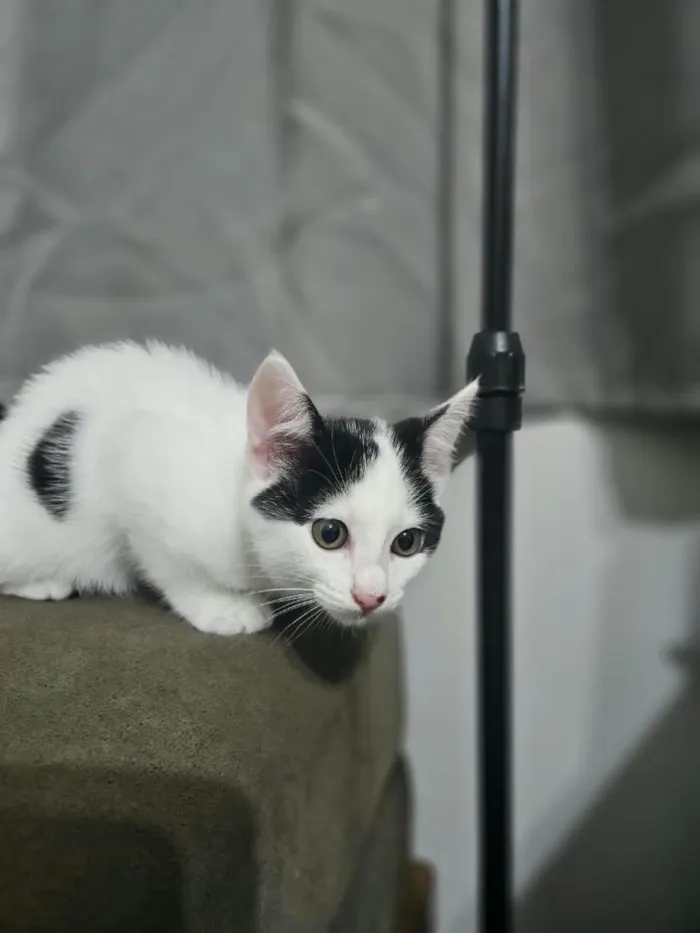 Gato raça SRD-ViraLata idade 2 a 6 meses nome não tem nome ainda