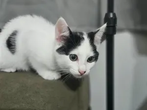 Gato raça SRD-ViraLata idade 2 a 6 meses nome não tem nome ainda