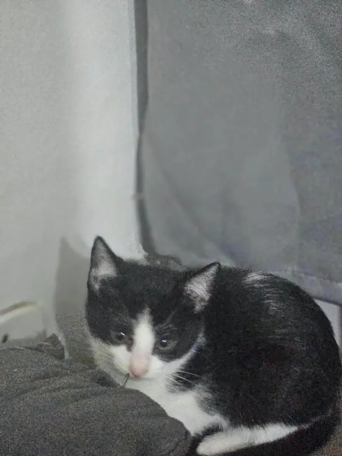 Gato raça SRD-ViraLata idade 2 a 6 meses nome filhote sem nome ainda 