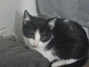 Gato raça SRD-ViraLata idade 2 a 6 meses nome filhote sem nome ainda 