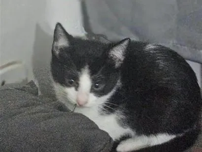 Gato raça SRD-ViraLata idade 2 a 6 meses nome filhote sem nome ainda 