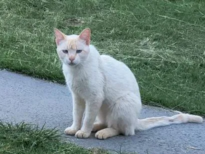 Gato raça  idade 2 a 6 meses nome gato