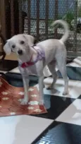 pipoca