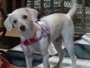 Cachorro raça SRD-ViraLata idade 3 anos nome pipoca