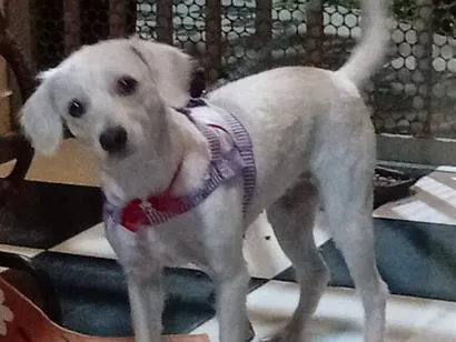 Cachorro raça SRD-ViraLata idade 3 anos nome pipoca