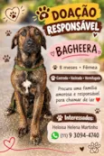 Bagheera