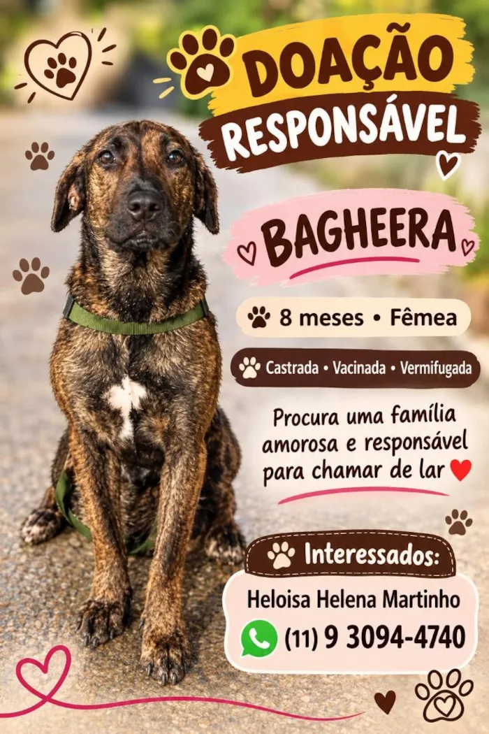Cachorro raça SRD-ViraLata idade 7 a 11 meses nome Bagheera