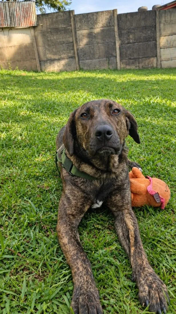 Cachorro raça SRD-ViraLata idade 7 a 11 meses nome Bagheera