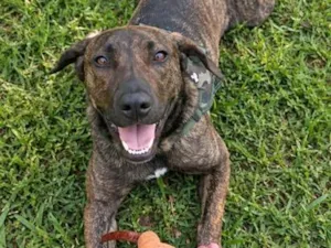 Cachorro raça SRD-ViraLata idade 7 a 11 meses nome Bagheera