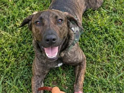 Cachorro raça SRD-ViraLata idade 7 a 11 meses nome Bagheera