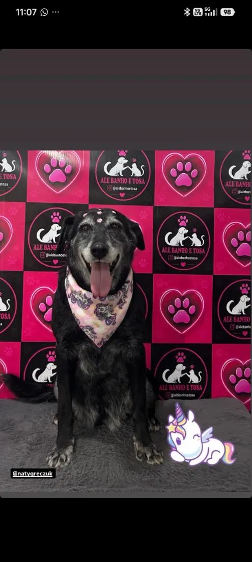 Cachorro raça SRD-ViraLata idade 6 ou mais anos nome Cadelão