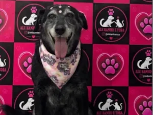 Cachorro raça SRD-ViraLata idade 6 ou mais anos nome Cadelão