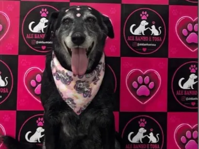 Cachorro raça SRD-ViraLata idade 6 ou mais anos nome Cadelão