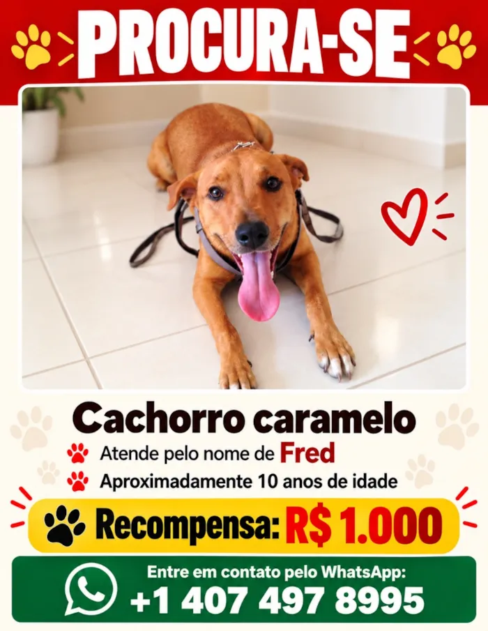 Cachorro raça SRD-ViraLata idade 6 ou mais anos nome Fred
