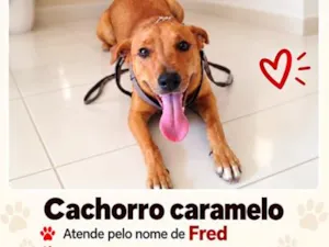 Cachorro raça SRD-ViraLata idade 6 ou mais anos nome Fred