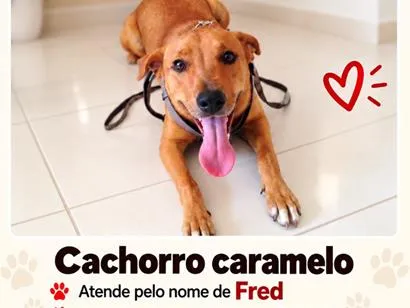 Cachorro raça SRD-ViraLata idade 6 ou mais anos nome Fred