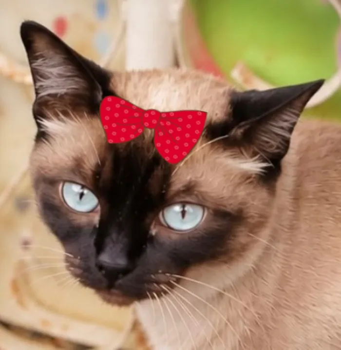 Gato raça Siamês idade 7 a 11 meses nome Nicole