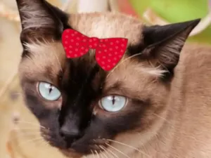 Gato raça Siamês idade 7 a 11 meses nome Nicole