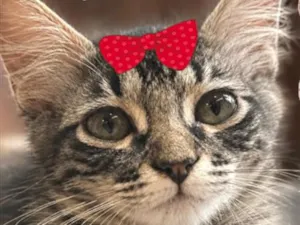 Gato raça SRD-ViraLata idade 2 a 6 meses nome Mina 