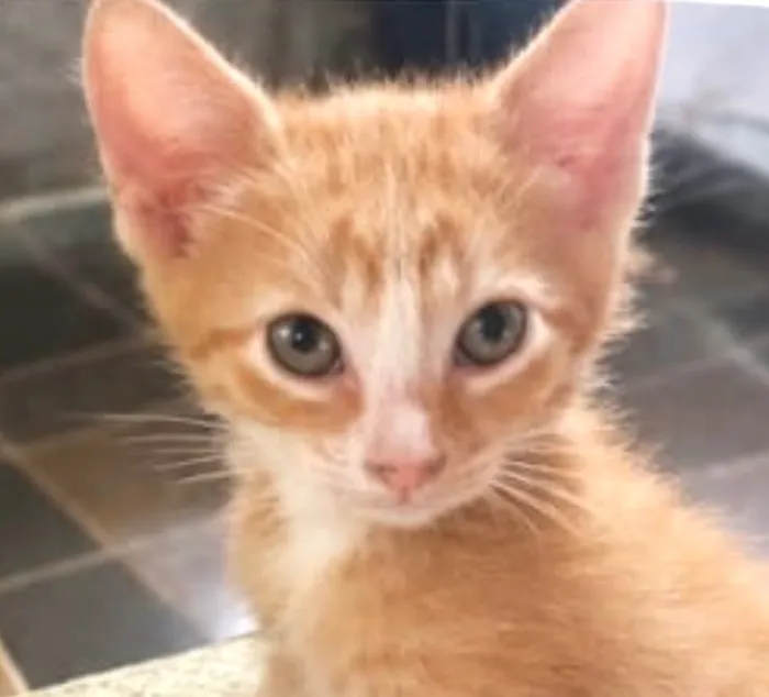 Gato raça SRD-ViraLata idade 2 a 6 meses nome Emílio
