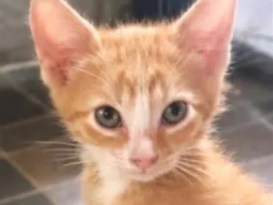 Gato raça SRD-ViraLata idade 2 a 6 meses nome Emílio