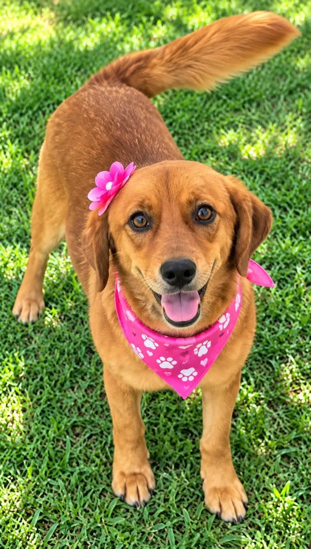 Cachorro raça SRD-ViraLata idade 3 anos nome Karamelinha