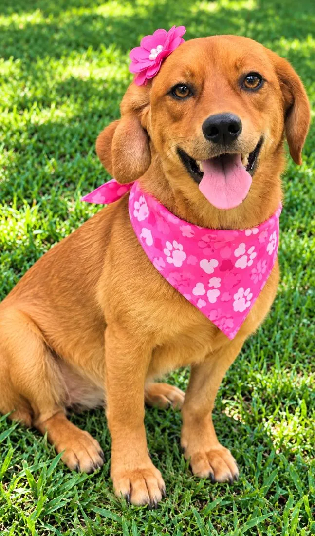 Cachorro raça SRD-ViraLata idade 3 anos nome Karamelinha