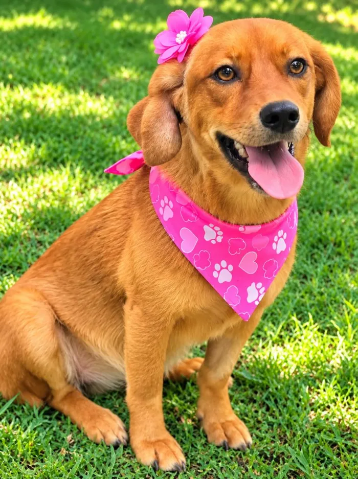 Cachorro raça SRD-ViraLata idade 3 anos nome Karamelinha