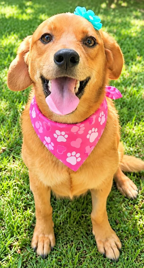 Cachorro raça SRD-ViraLata idade 3 anos nome Karamelinha