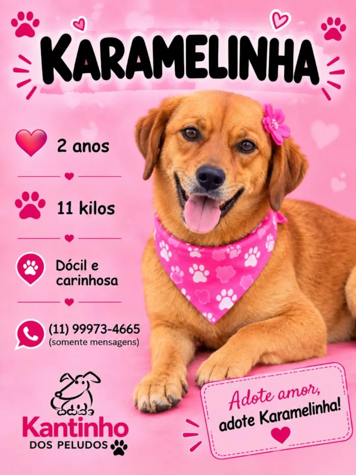 Cachorro raça SRD-ViraLata idade 3 anos nome Karamelinha