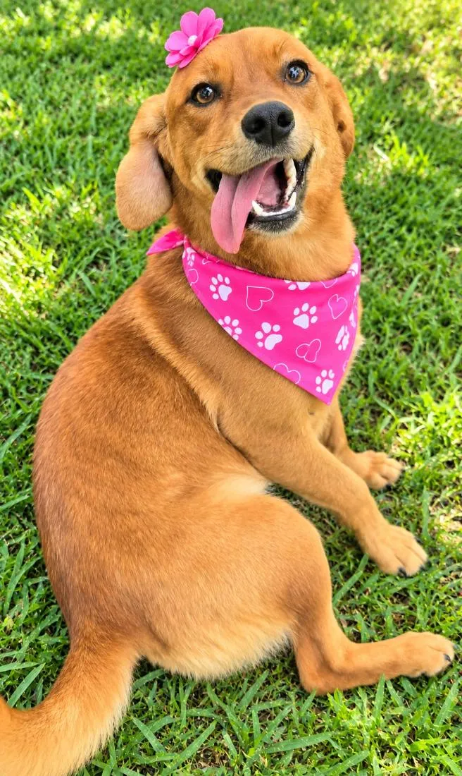 Cachorro raça SRD-ViraLata idade 3 anos nome Karamelinha