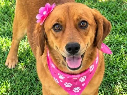 Cachorro raça SRD-ViraLata idade 3 anos nome Karamelinha